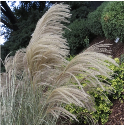 Huron Sunrise Grass 2G