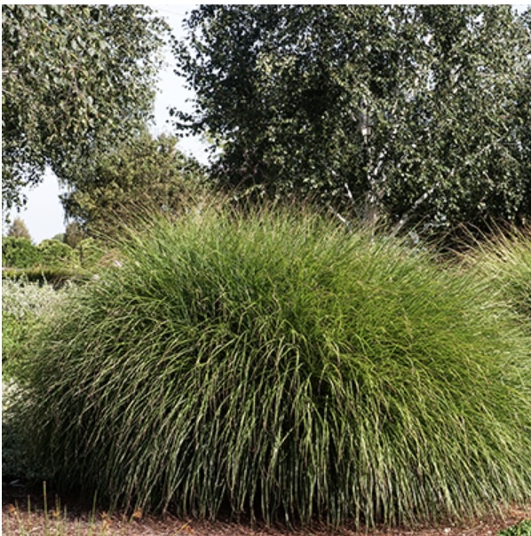 Maiden Grass 2G