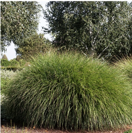 Maiden Grass 2G