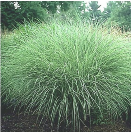 Morning Light Maiden Grass 1G