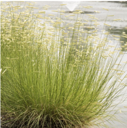 Blond Ambition Grass 1G