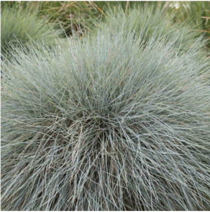Beyond Blue Fescue Grass 1G