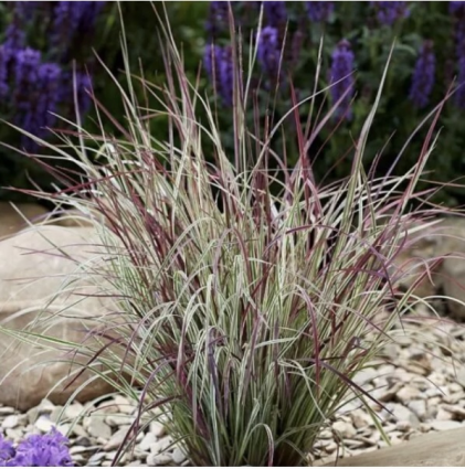 Little Bluestem Chameleon Grass 2G