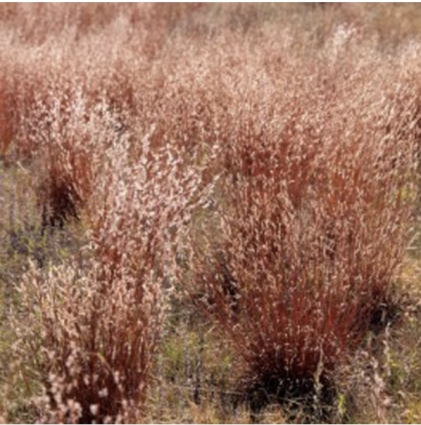 Little Bluestem Grass 2G