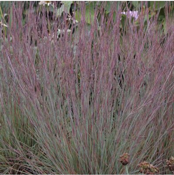 Jazz Little Bluestem Grass 2G