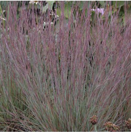 Jazz Little Bluestem Grass 2G