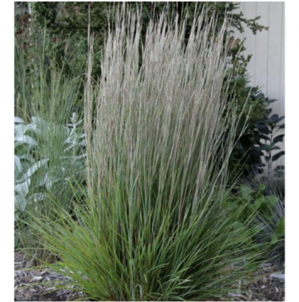 Prairie Munchkin Bluestem Grass 1G