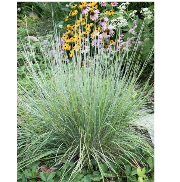 Little Bluestem Sandhill Grass 2G