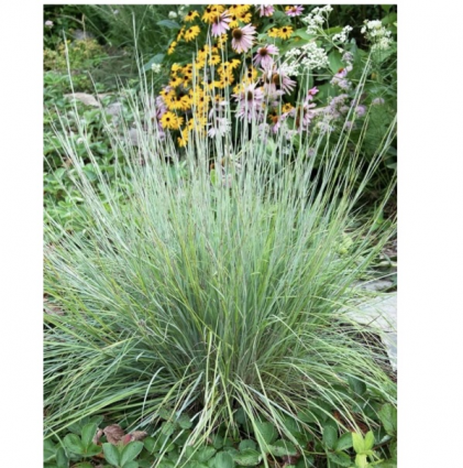 Little Bluestem Sandhill Grass 2G