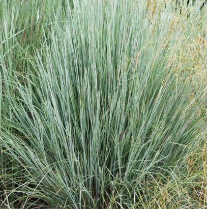 Prairies Blues Little Bluestem Grass 1G