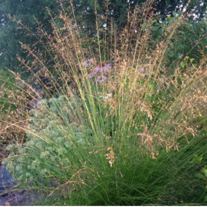Prairie Dropseed Grass 8"