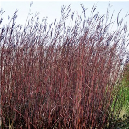 Red October Grass 3-5G