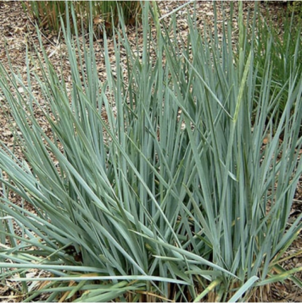 Blue Dune Lyme Grass 2G