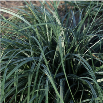 Blue Zinger Grass 8"