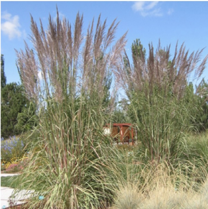 Hardy Pampas Grass 3-5G