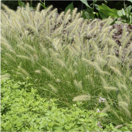 Hameln Dwarf Fountain Grass 1Qt
