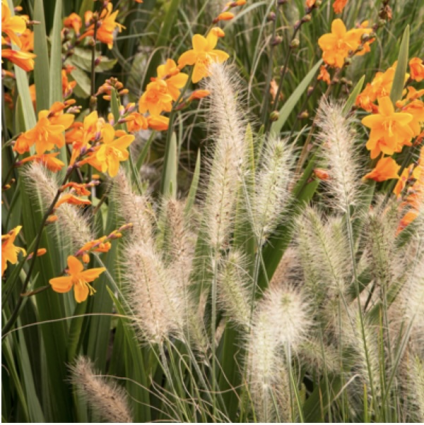 Little Bunny Grass 1Qt