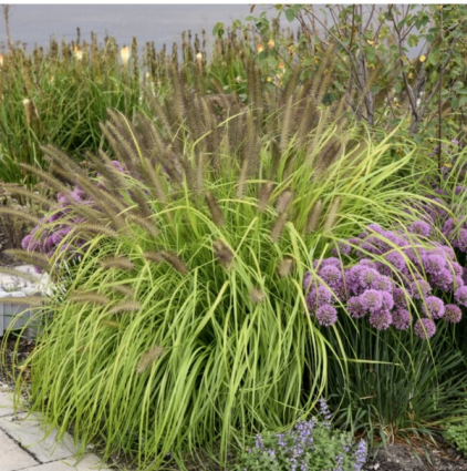 'Lemon Squeeze' Fountain Grass 1G