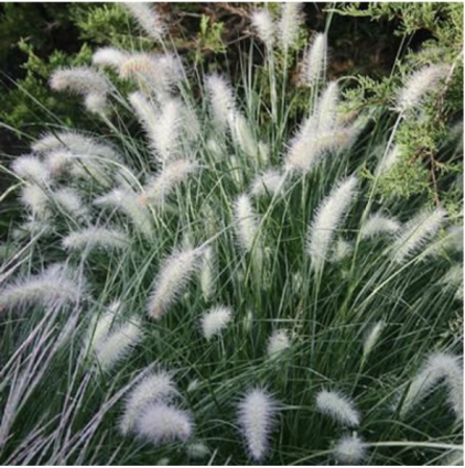 Piglet Grass 1G