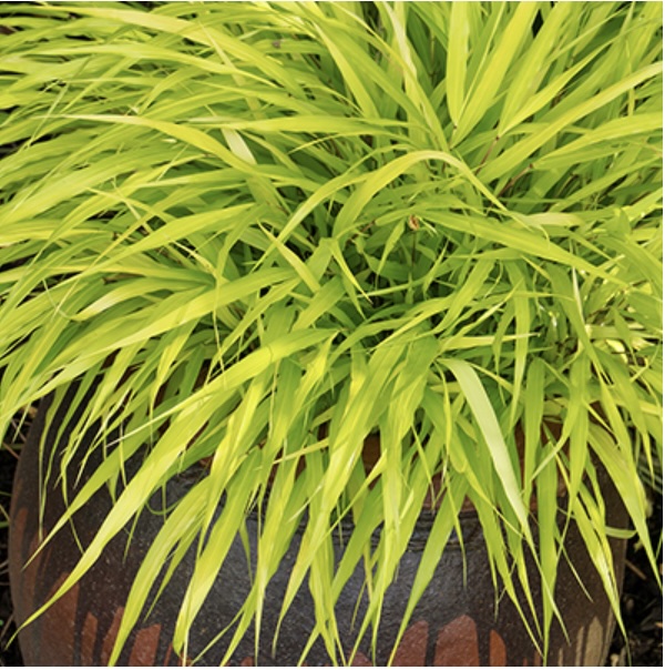 All Gold Japanese Forest Grass 1G