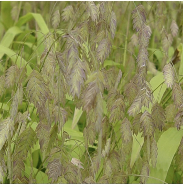 Inland Sea Oats Grass 1G