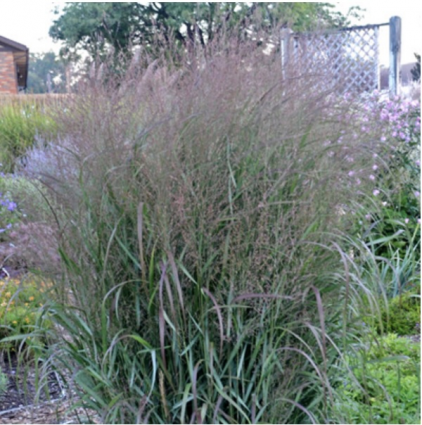Apache Rose Grass 2G