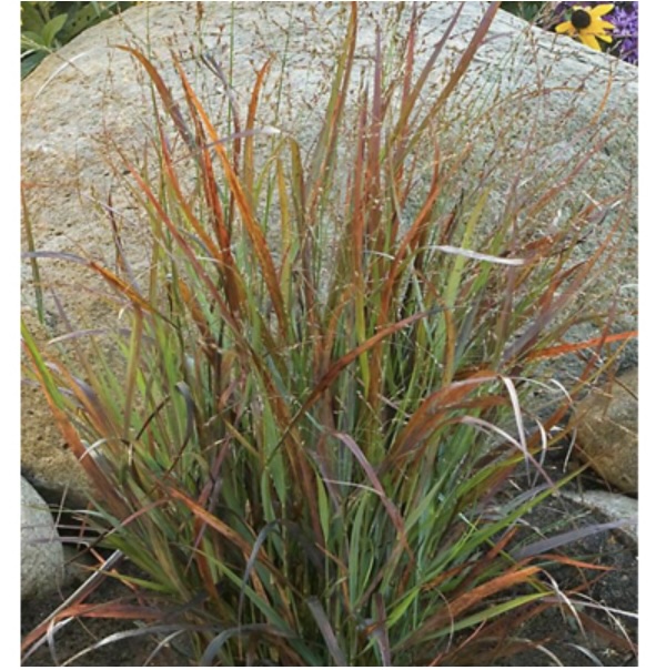 Cheyenne Sky Grass 2G