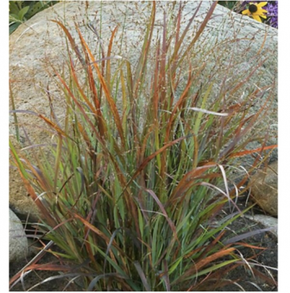 Cheyenne Sky Grass 2G