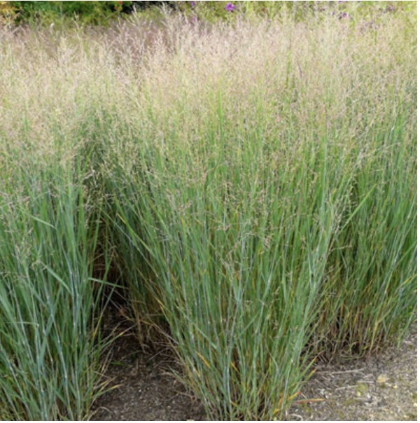 Heavy Metal Grass 2G