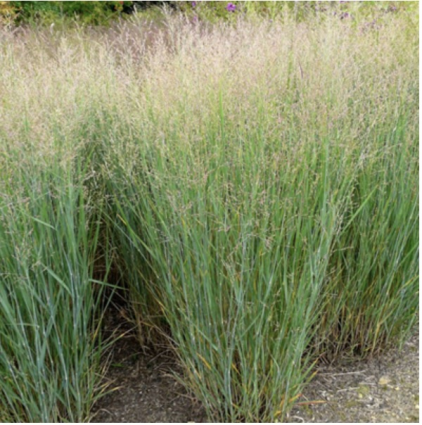 Heavy Metal Grass 2G