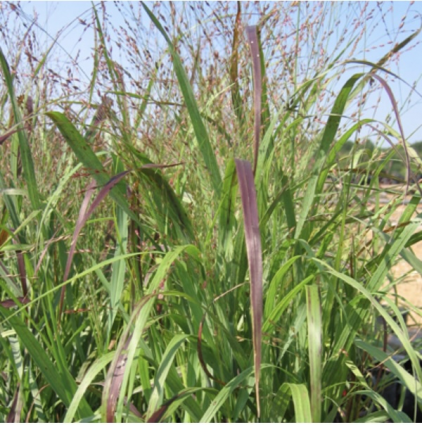 Shenandoah Switch Grass 8"
