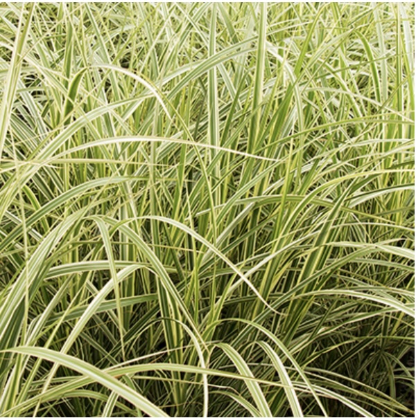 Japanese Silver Variegated Grass 3-5G