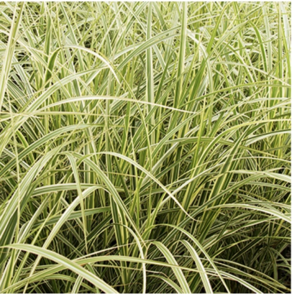 Japanese Silver Variegated Grass 3-5G