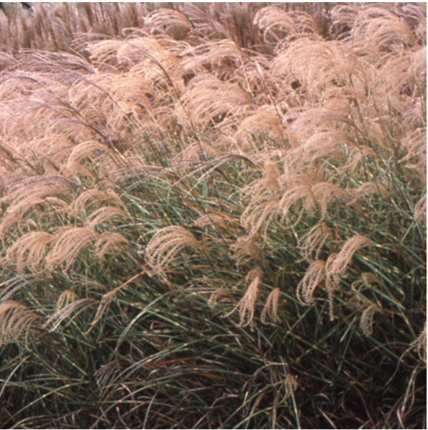 Japanese Silver Variegated Grass 3-5G