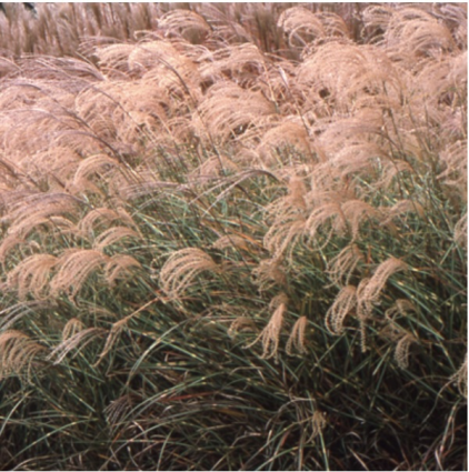 Japanese Silver Variegated Grass 3-5G