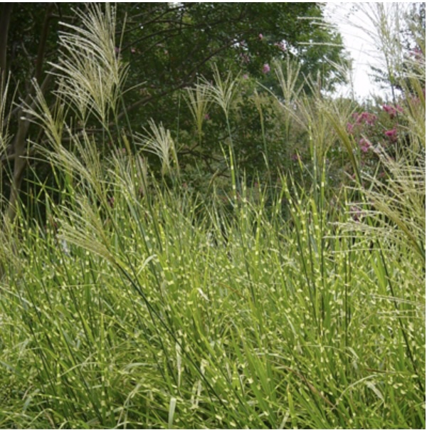 Porcupine Grass 3-5G