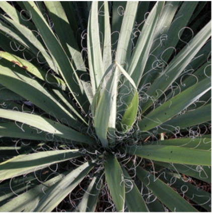Adams Needle Yucca 3-5G