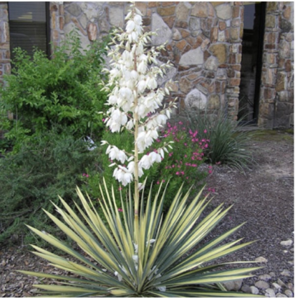 Color Guard Yucca 3-5G