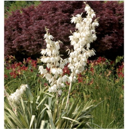 Golden Sword Yucca 3-5G