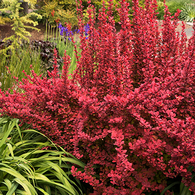 BARBERRY, ORANGE ROCKET 2 GALLON