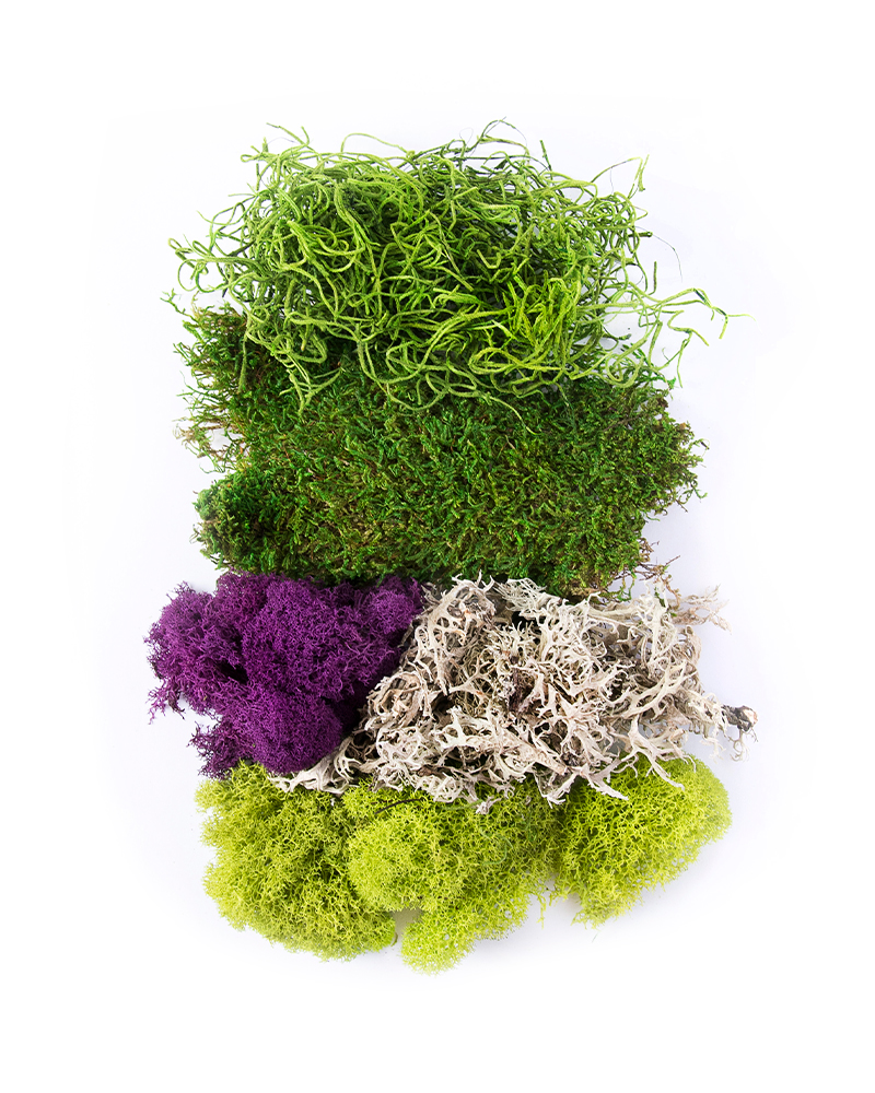 MOSS MIX BEST SELLER HB4