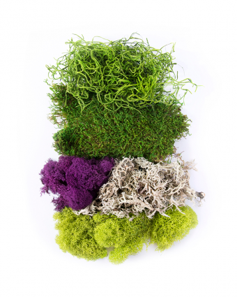 MOSS MIX BEST SELLER HB4