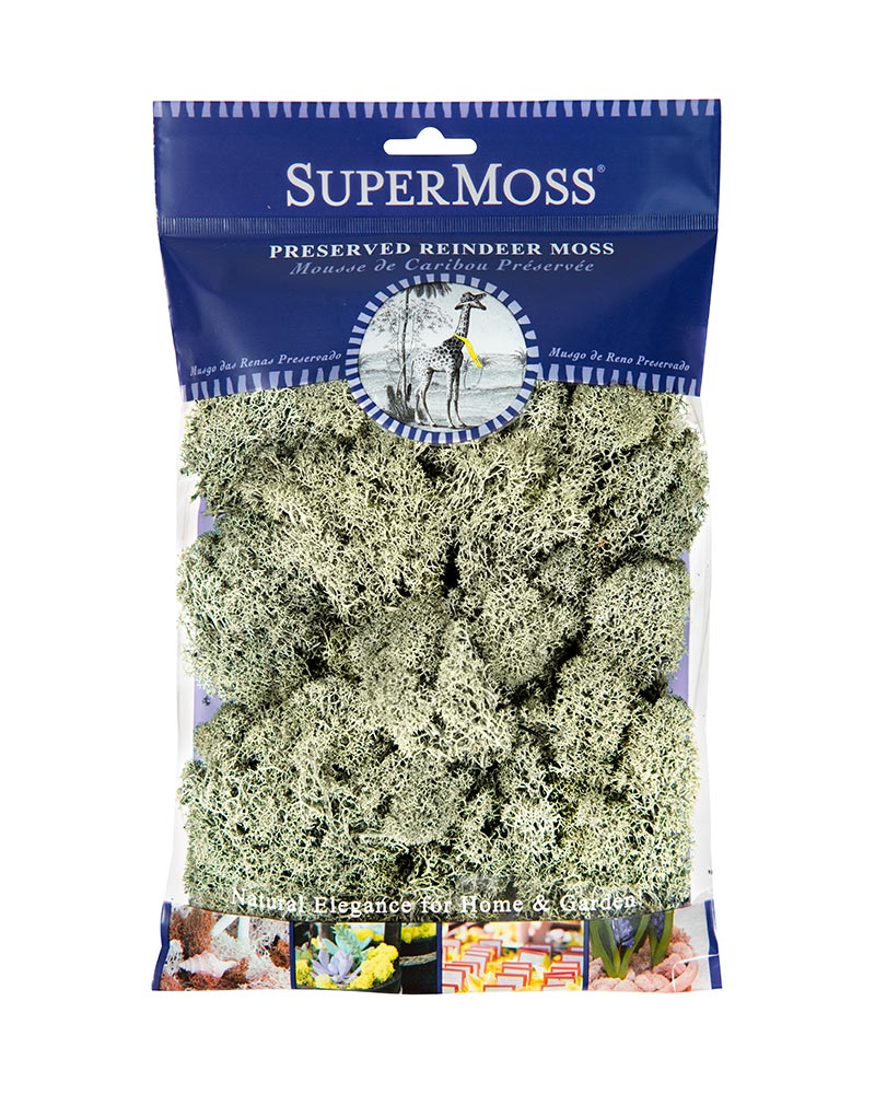 REINDEER MOSS PR HB2 MG