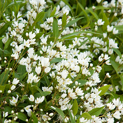 DEUTZIA, DWARF NIKKO 2 GALLON