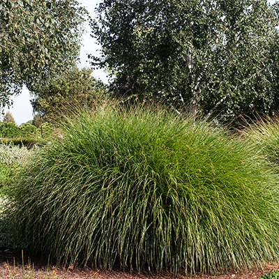 Maiden Grass 2G