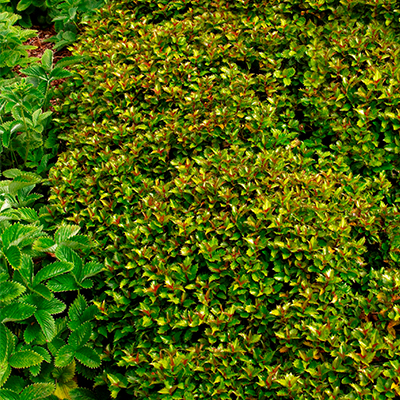 HOLLY, LITTLE RASCAL 2 GALLON
