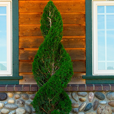 Spartan Spiral Juniper 6-7'
