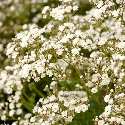 GYPSOPHILA/BABY'S BREATH