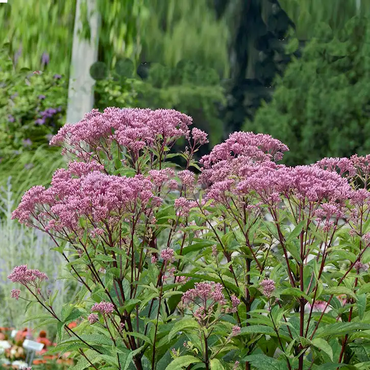 EUPATORIUM/JOE PYE