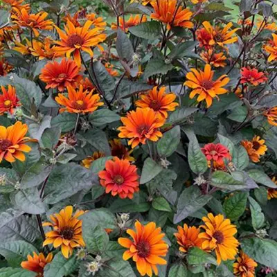 HELIOPSIS/FALSE SUNFLOWER